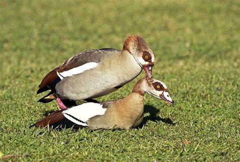 Egyptian geese mating Photograph by Science Photo Library - Pixels