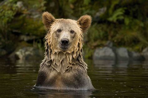 Canadian Wildlife Photography Of The Year 2021 - Wildlife Aestetic 2021