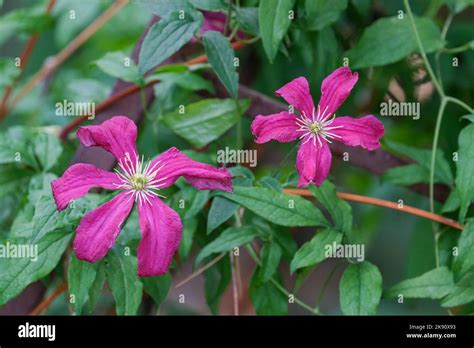 Clematis Madame Julia Correvon Clematis Viticella Madame Julia