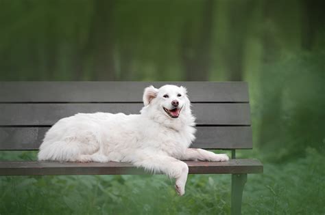 Белочка 12 лет | Взять собаку бесплатно | Щенки в дар - Сумико