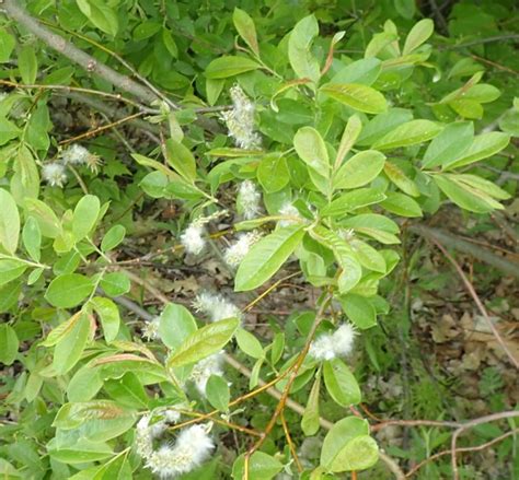 Not Actually Snow Pussy Willows The Backyard Arthropod Project