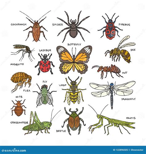 Il Ragno Innamorato ( Ape E Coccinella Vol 2