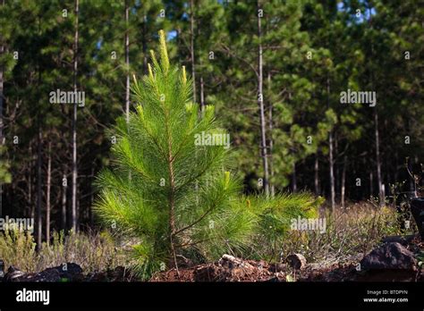 sapling pine tree stock photo alamy
