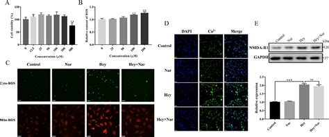 Figure From Naringenin Ameliorates Homocysteine Induced Endothelial