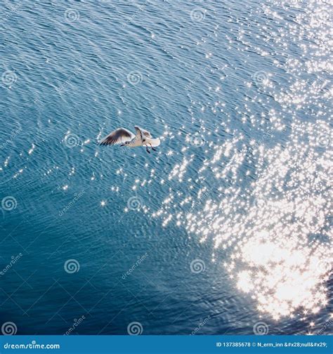 Vuelo De La Gaviota Sobre El Mar Caspio Foto De Archivo Imagen De