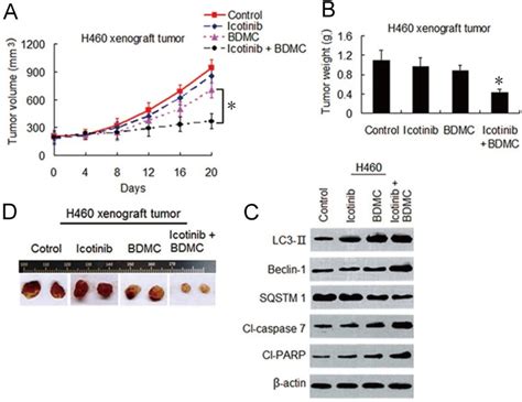 bisdemethoxycurcumin enhances  sensitivity   small cell lung
