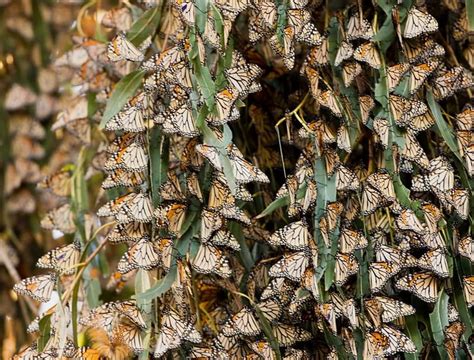 Monarch Overwintering At Pismo Beach California Pismo Monarch