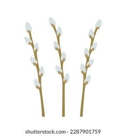 Set Pussy Willow Branches Buds Spring Stock Vector Royalty Free 2287901759 Shutterstock