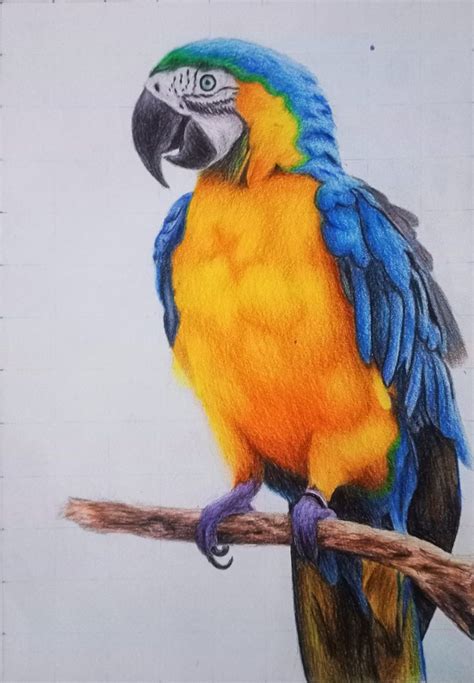 Macaw Parrot colour pencil drawing | Parrot drawing, Macaw art, Color ...