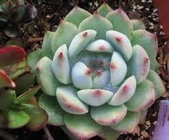 On Sale Echeveria Tippy Succulent Plant Plantly