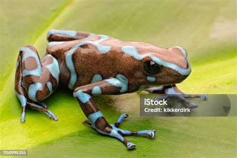 Katak Panah Racun Dendrobates Auratus Foto Stok - Unduh Gambar Sekarang ...