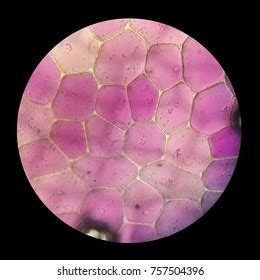 microscopic photo rhoeo discolor violet epidermis foto stok