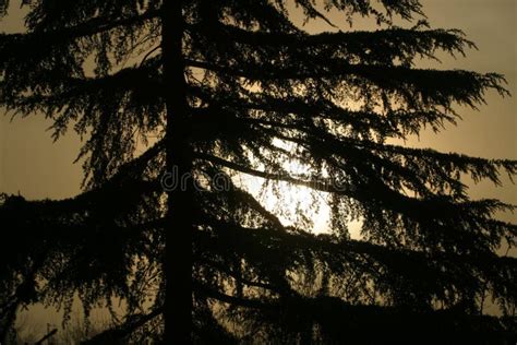 Pine Tree and sunrise stock photo. Image of sunset, sunrise - 436056