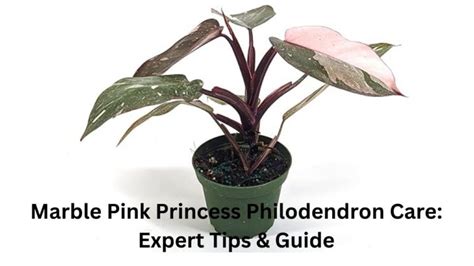 Expert Guide to Pink Princess Philodendron Propagation | Proven Tips