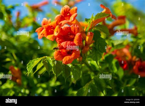 Honey Bee On The Trumpet Vine Flower Beautiful Red Flowers Of The