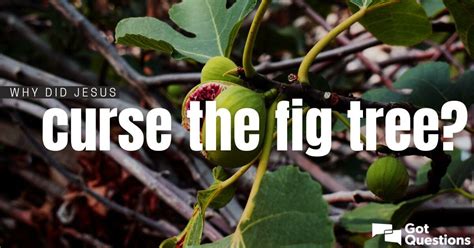 Why Did Jesus Curse The Fig Tree