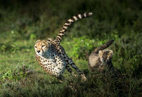 cheetah  leopard      difference