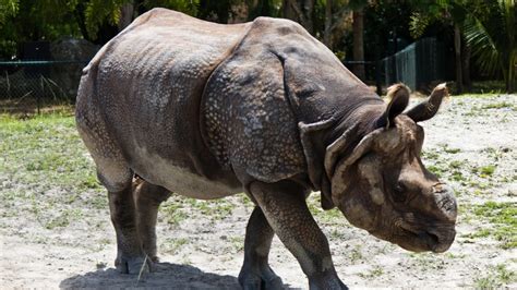 15 Rare Animal Species You’ll Rarely See as They Face Extinction in the ...