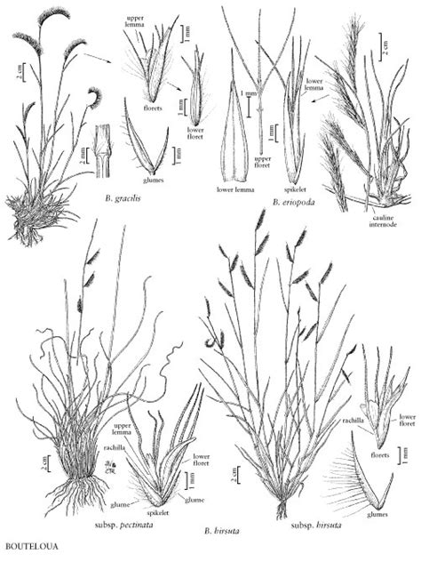 Black Grama Bouteloua Eriopoda