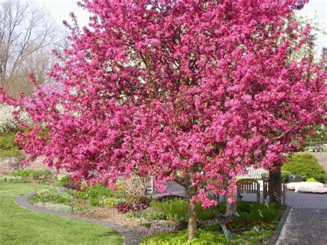 Яблоня Недзвецкого: описание, посадка, уход