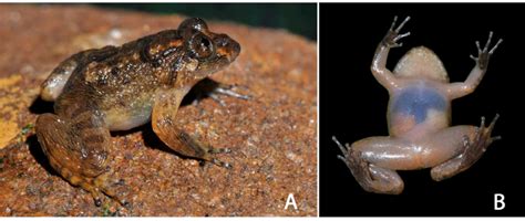 A B Holotype Of Nyctibatrachus Pillaii Zsi Wgrc V A From