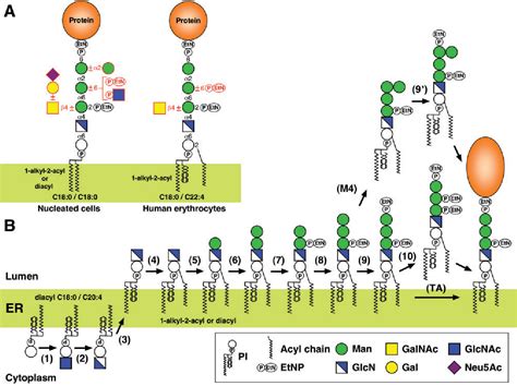 Figure 1 From Biosynthesis Remodelling And Functions Of Mammalian Gpi Anchored Proteins Recent