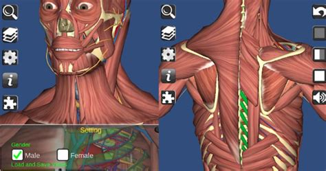 Free 3d Anatomy