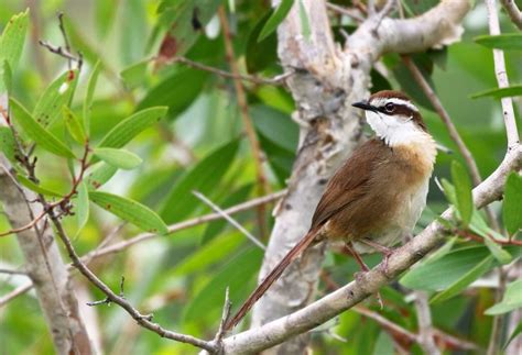 Birding New Caledonia - World Bird Traveler