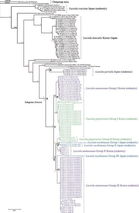 Majority Rule Consensus Tree From A Bayesian Analysis Bi Of