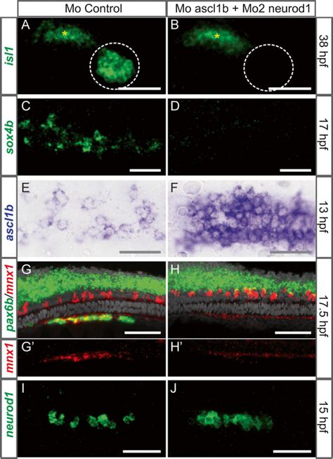 Endocrine Cell Differentiation Is Abolished In The Double Ascl1b And