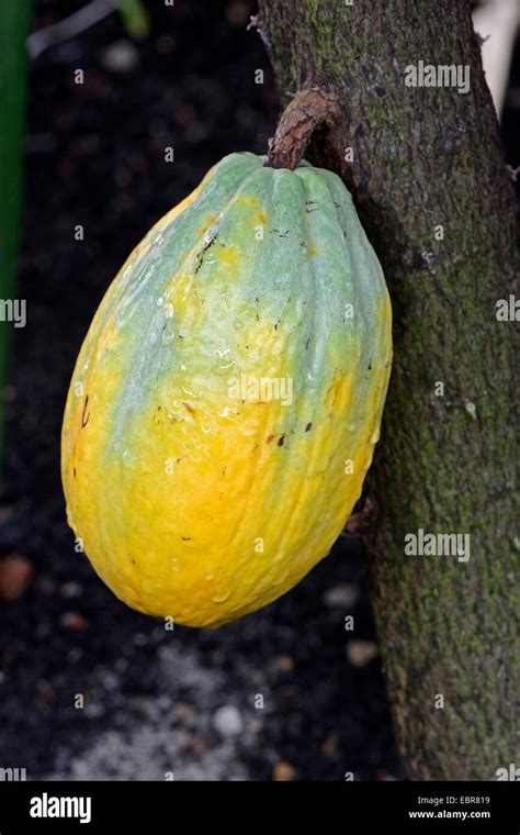 chocolate, cocoa tree (Theobroma cacao), cocoa fruit on a tree Stock ...