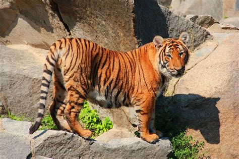 Tiger Katze Tierwelt Kostenloses Foto Auf Pixabay Pixabay