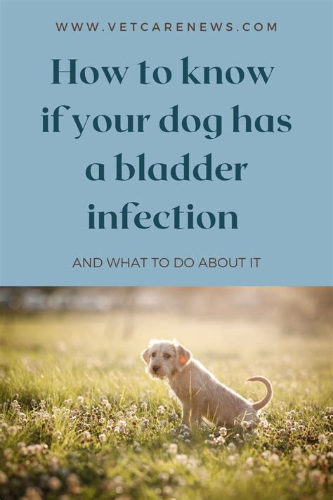 Urinary Tract Infection In Dogs How To Help A Pup With Bladder Problems