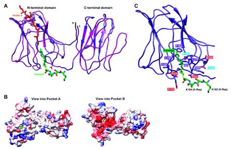 Structural Modeling Of Galectin 8 A Structural Model Of Galectin 8