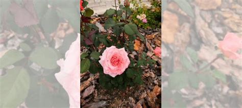 Роза Лоран Каброль купить в Красноярске | Товары для дома и дачи | Авито