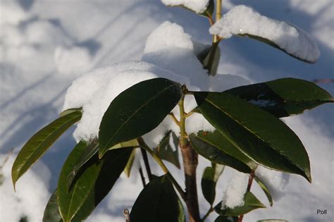 Zielono Zakr Ceni Laurowi Nia Wschodnia Prunus Laurocerasus