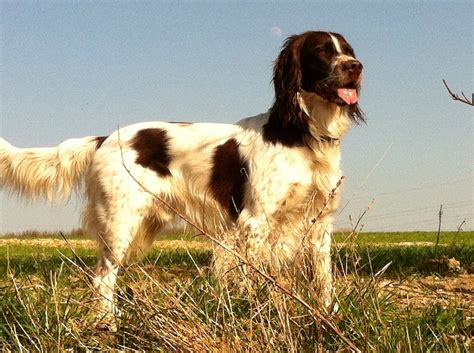 French Spaniel Info, Temperament, Puppies, Pictures