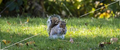 Squirrel in Fall Desktop Wallpaper Background Ultrawide/wqhd and QHD ...