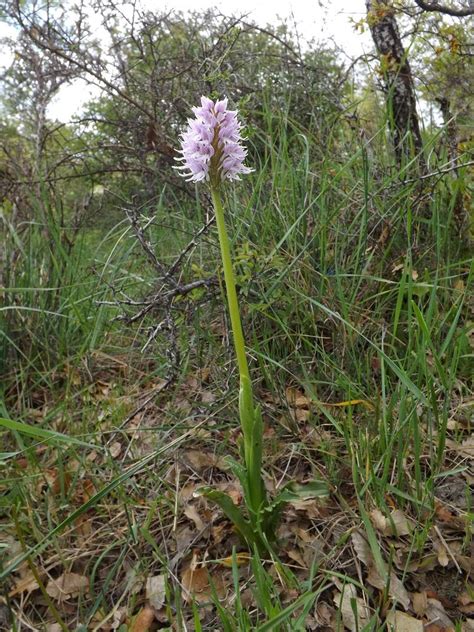 Wild Nature Of The Cantabrian Mountains Spain A New Location Of The Orchis Italica Naked Man