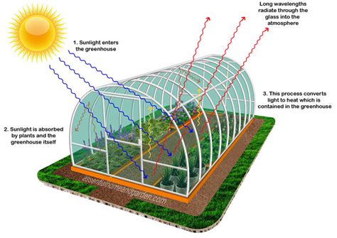 How Does A Greenhouse Work A Garden Enthusiasts Guide — Backyard Oasis