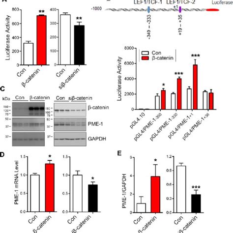 Catenin Enhances Pme Expression A Catenin Or Si Catenin Was