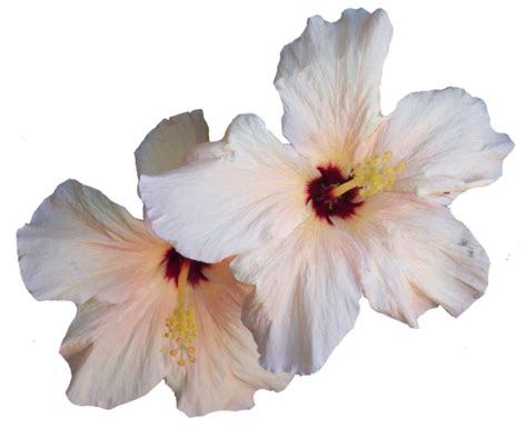 Hibiscus Tropical Colorful Flower Bloom Png