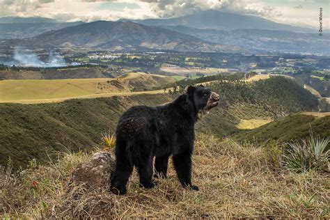 Winners Of Wildlife Photographer Of The Year 2022 Announced Nature TTL