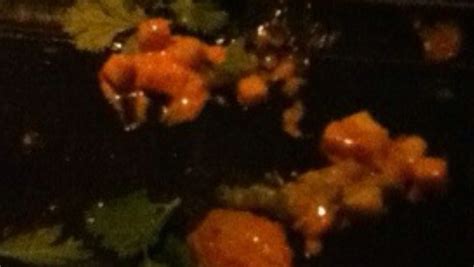 TORTILLA.COM – e: NS@TORTILLA.COM | 1.855 (587) 4269