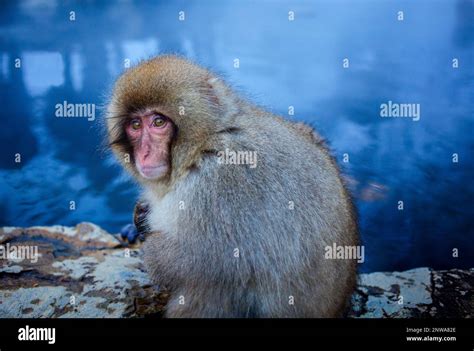 Monkey In A Natural Onsen Hot Spring Located In Jigokudani Monkey Park Nagono Prefecture