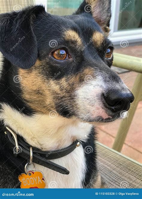 Черно-белая собака на стуле Стоковое Фото - изображение насчитывающей ...