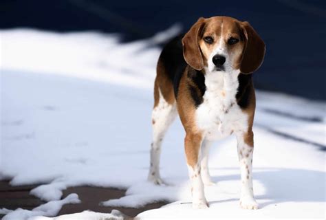 Beagle Jack Russel Terrier Mix 8 Important Facts Pawleaks