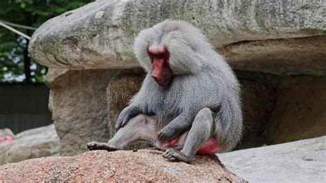 The Hamadryas Baboon Papio Hamadryas Is A Species Of Baboon Stock