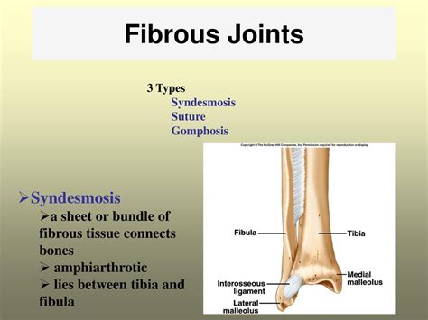 Muscles Bonecartilage Ppt Download