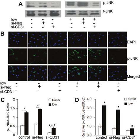 Activities Of Jnk P Jnk Detected By Western Blot And Download